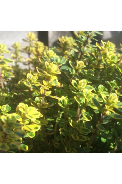 Чабрець Голден Лемон зелене листя з золотистими краями